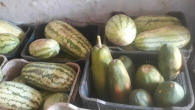 Acopio el reto de abastecer mercados y puntos de venta en Sandino