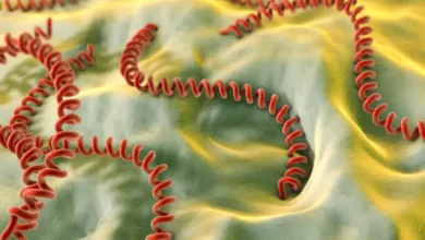 leptospira leptospirosis