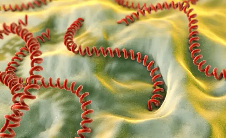 leptospira leptospirosis