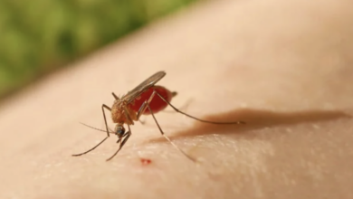 arbovirosis sandino