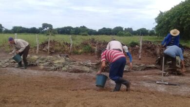 Peligran semilleros de tabaco por intensas lluvias en Sandino