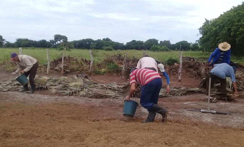 Peligran semilleros de tabaco por intensas lluvias en Sandino