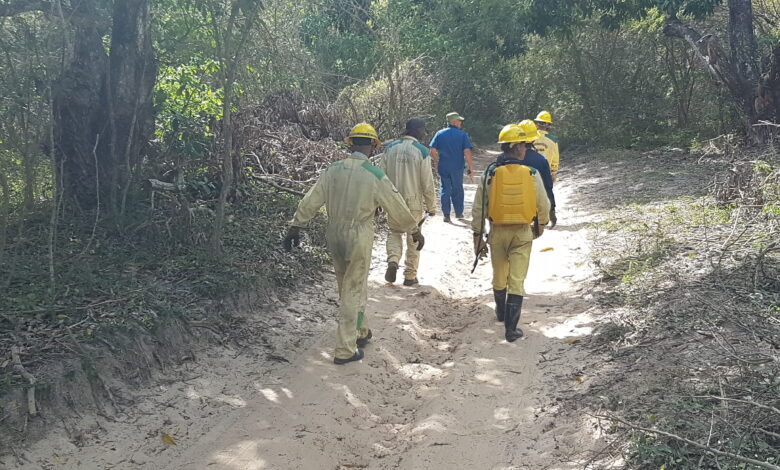 Sandino para campaña de protección contra incendios forestales