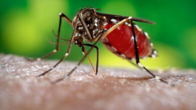 mosquito Aedes aegypti