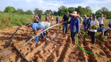 Las labores de siembra de la presente campaña tabacalera continúan en Sandino