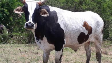 Avanza en Sandino Ejercicio de Alta Fiscalización a la Agricultura