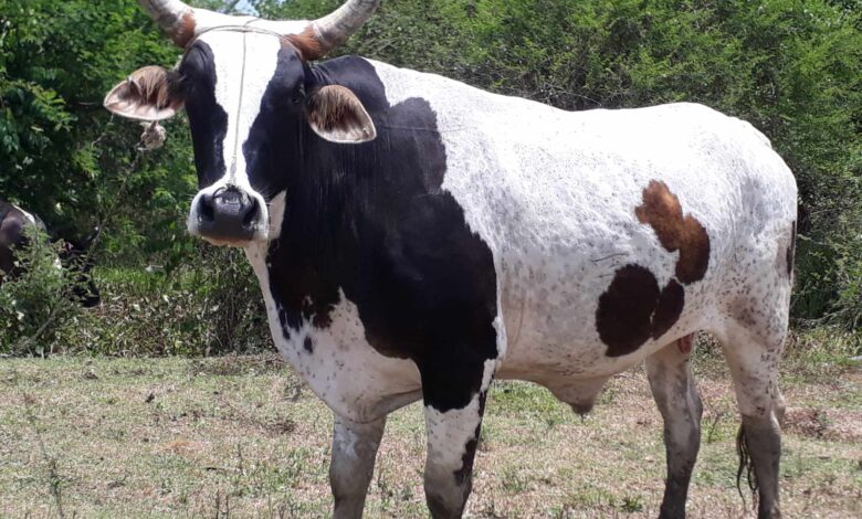 Avanza en Sandino Ejercicio de Alta Fiscalización a la Agricultura