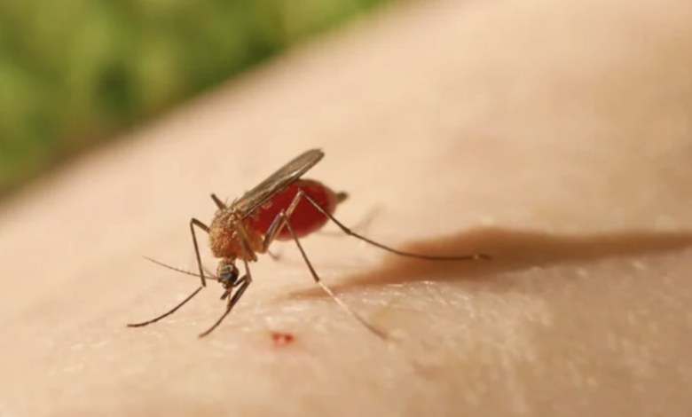 mosquito Aedes Aegypti en Sandino