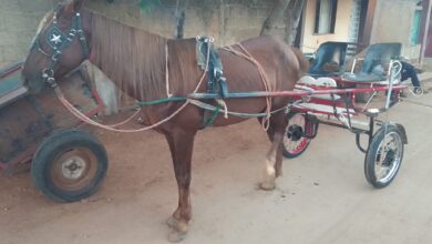 carros de tracción animal aceras
