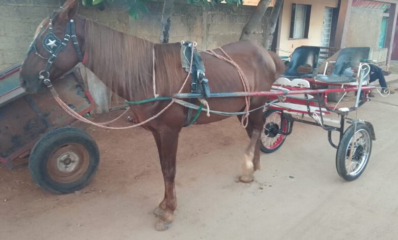 carros de tracción animal aceras