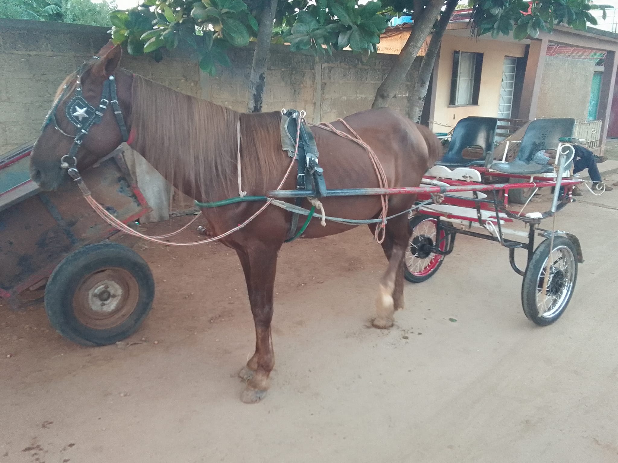 carros de tracción animal aceras