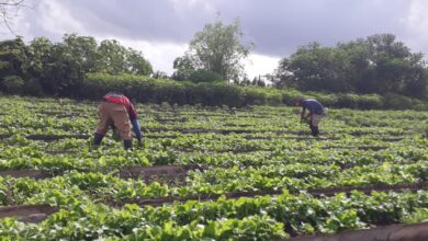 hortalizas organopónico cuba venezuela sandino