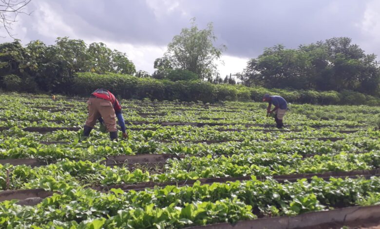 hortalizas organopónico cuba venezuela sandino