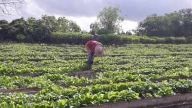 mipyme agrícola Sandino