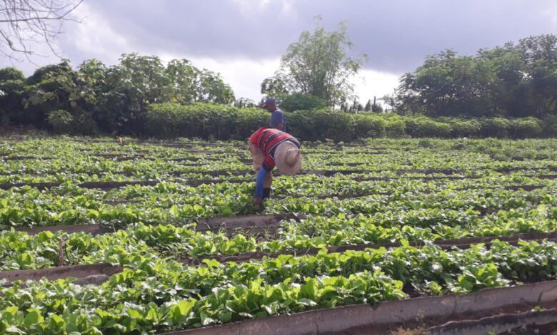 mipyme agrícola Sandino