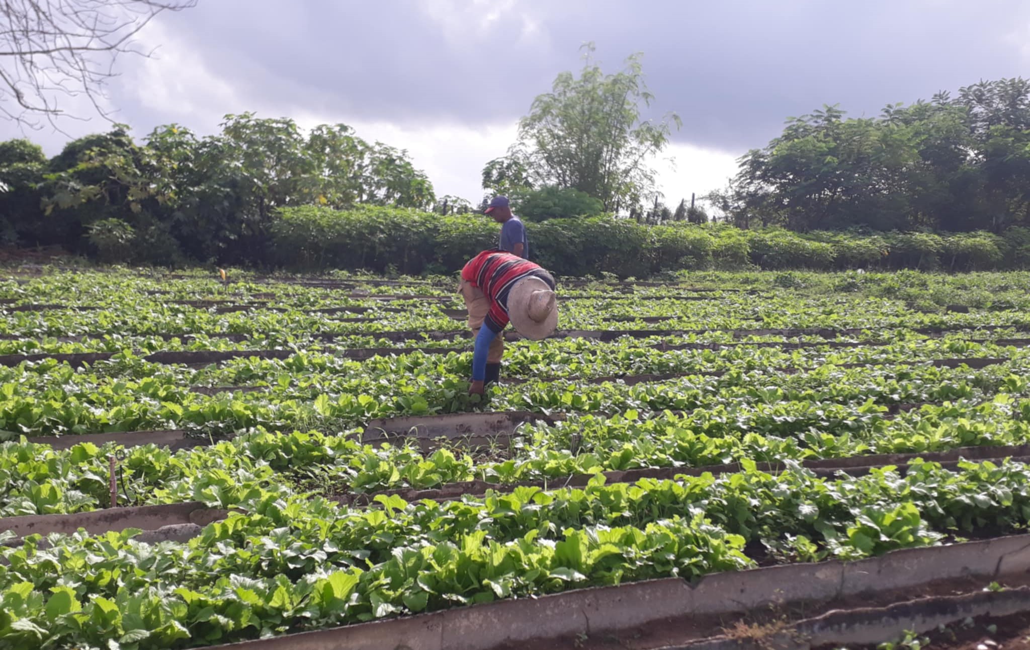 mipyme agrícola Sandino