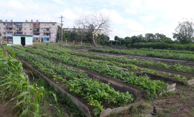 organopónico Cuba Venezuela Sandino