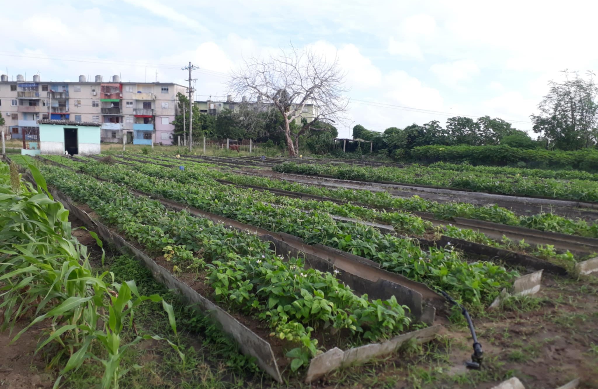 organopónico Cuba Venezuela Sandino