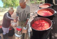 MIPYME agrícola Sandino elaboración de puré de tomate
