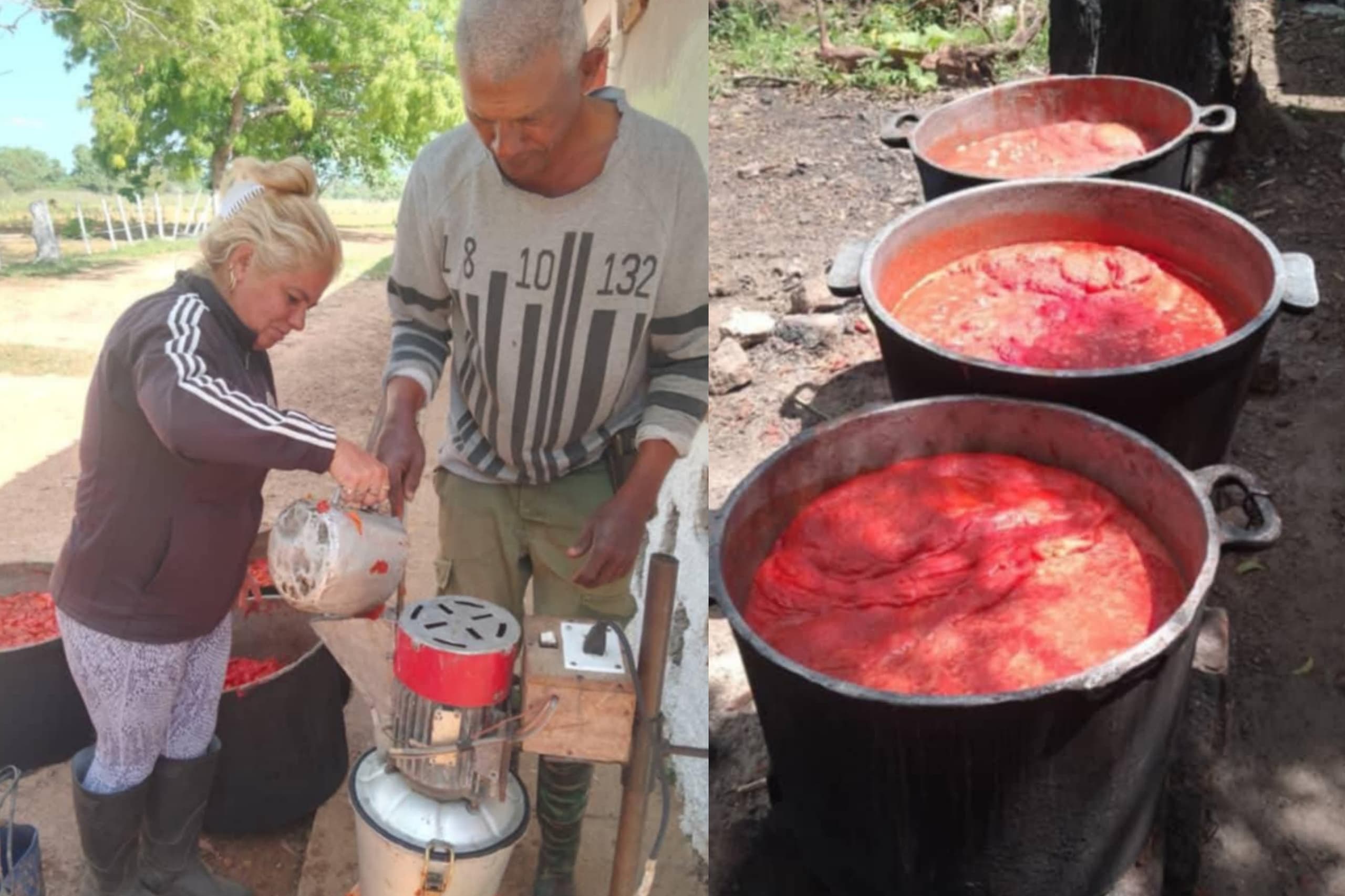MIPYME agrícola Sandino elaboración de puré de tomate