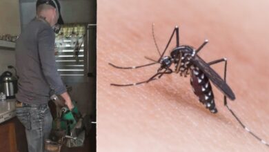 Aedes aegypti sandino