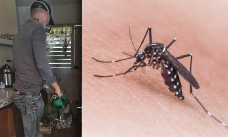 Aedes aegypti sandino