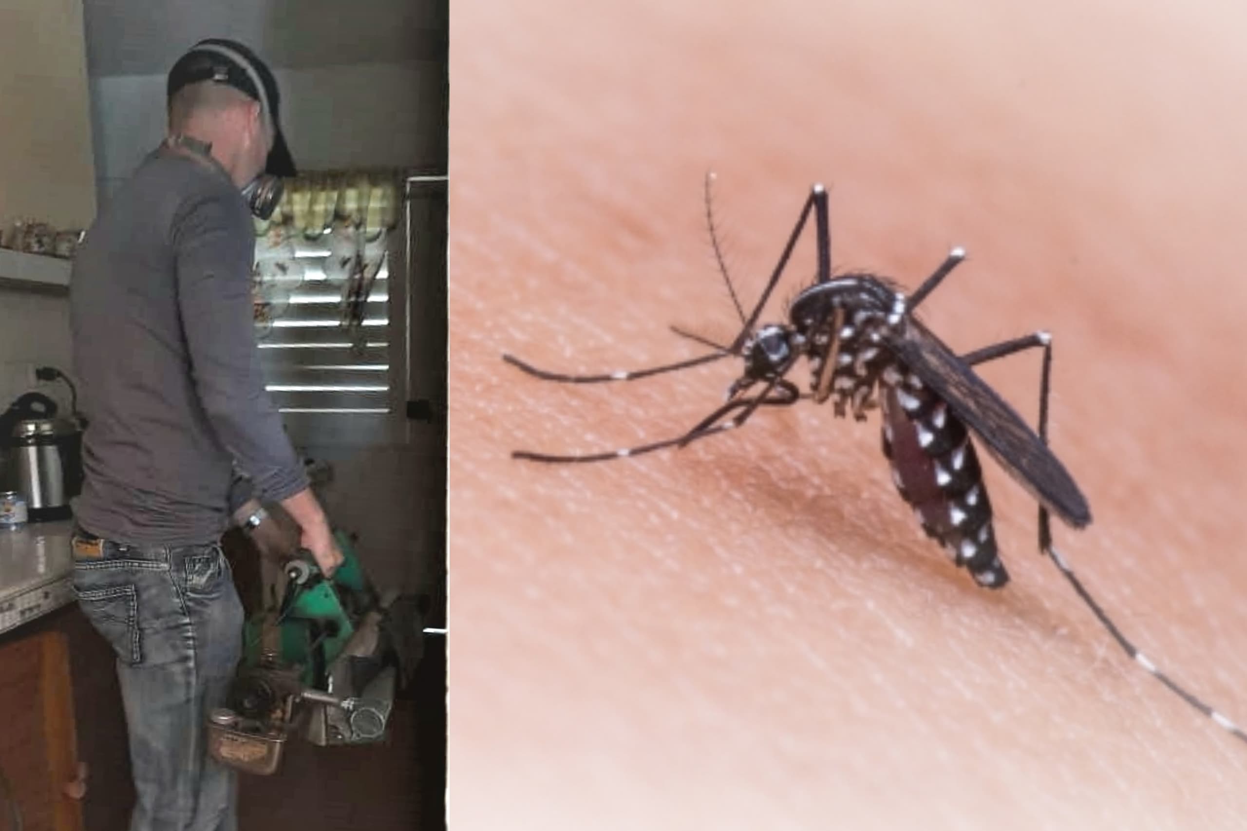 Aedes aegypti sandino