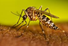 aedes aegypti sandino