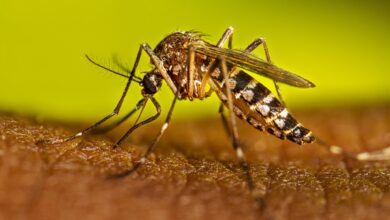 aedes aegypti sandino