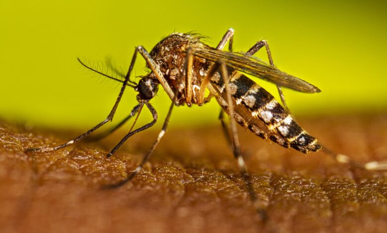aedes aegypti sandino