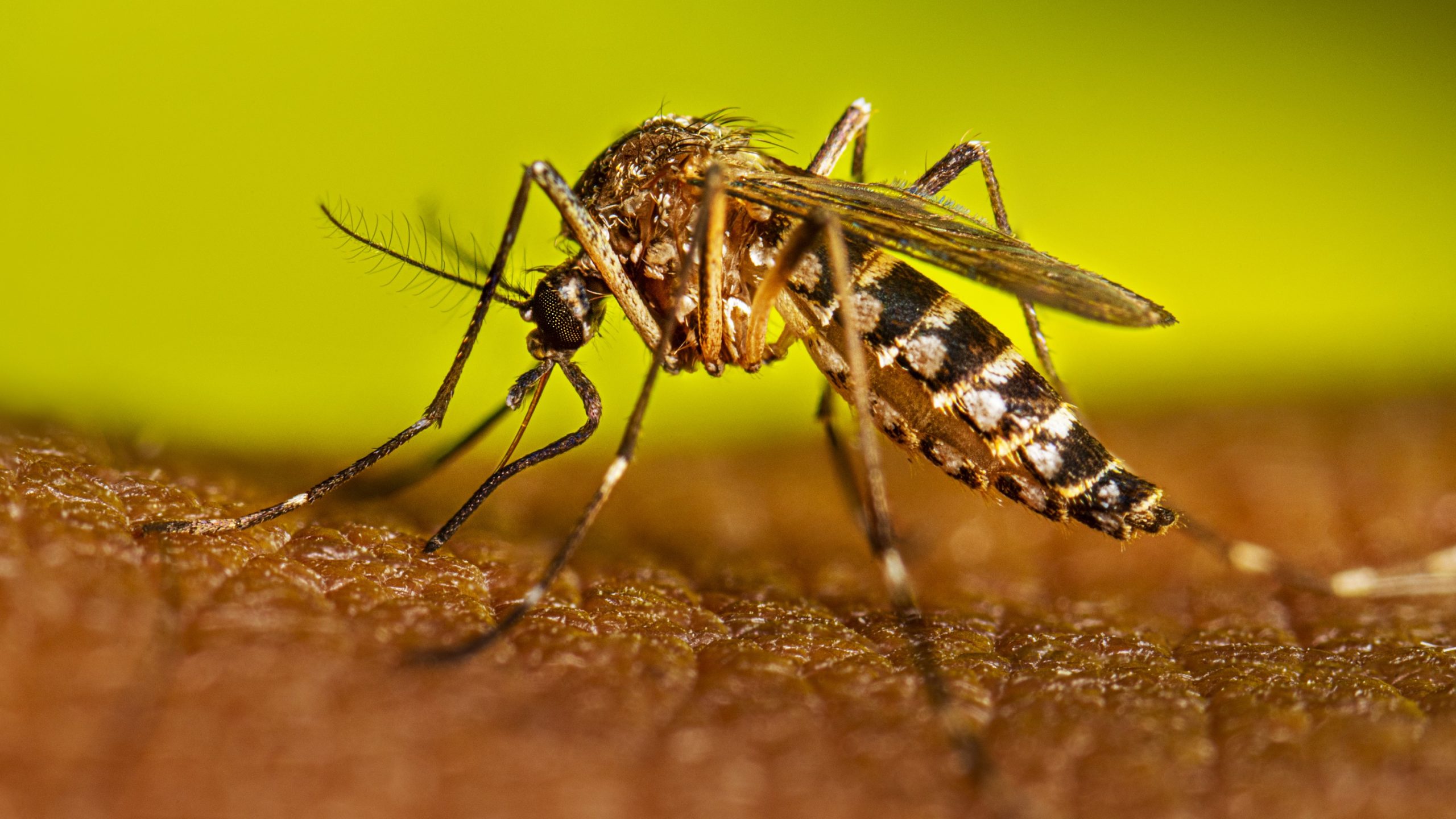 aedes aegypti sandino