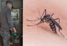 aedes sandino