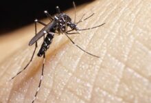 dengue autofocal sandino