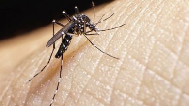 dengue autofocal sandino