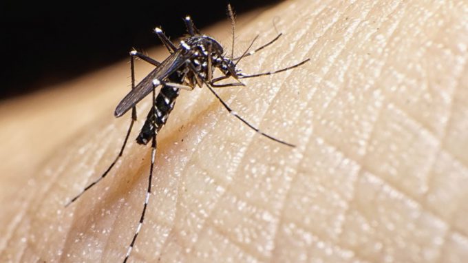 dengue autofocal sandino