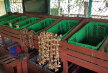 mercado el framboyán
