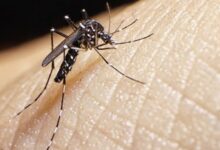 dengue sandino