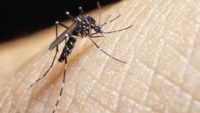 dengue sandino