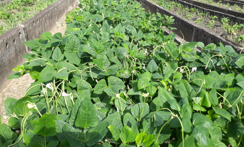 granja urbana campaña de frío sandino