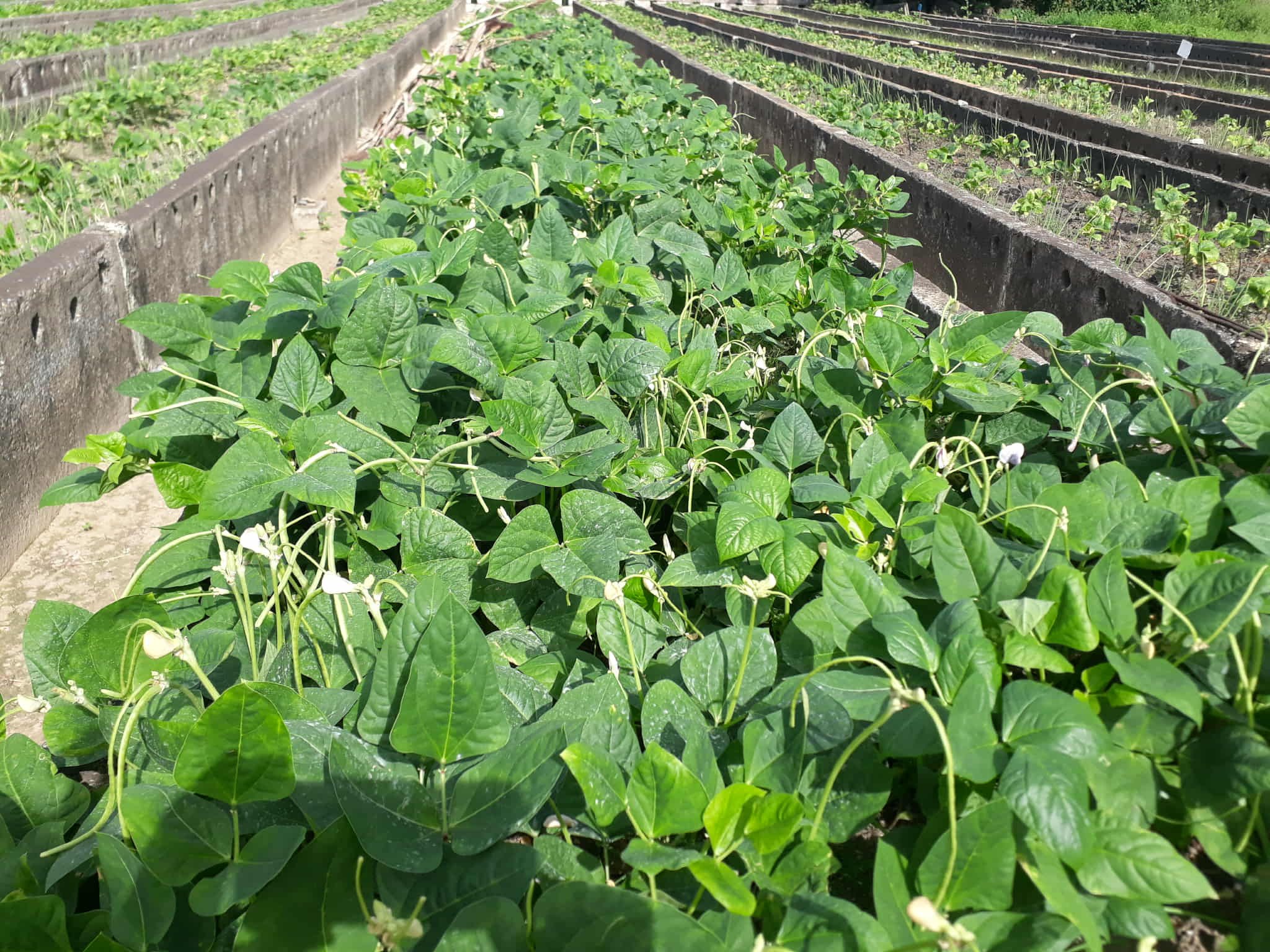 granja urbana campaña de frío sandino