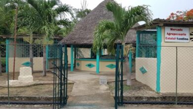 mercado agropecuario estatal (MAE) El Framboyán