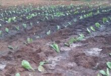 Sandino plan de siembra de tabaco