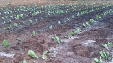 Sandino plan de siembra de tabaco
