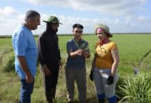 2025 consolidó producción arrocera conjunta entre Cuba y Vietnam