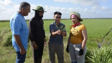 2025 consolidó producción arrocera conjunta entre Cuba y Vietnam