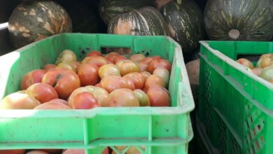 Mipyme Agrícola Granja Urbana mejora oferta de hortalizas en Sandino