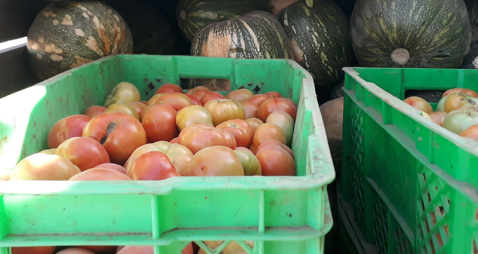 Mipyme Agrícola Granja Urbana mejora oferta de hortalizas en Sandino