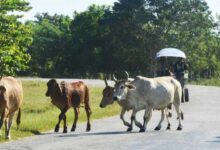 animales sueltos en la vía sandino