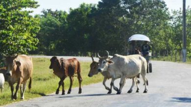animales sueltos en la vía sandino