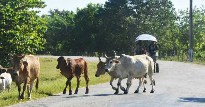 animales sueltos en la vía sandino